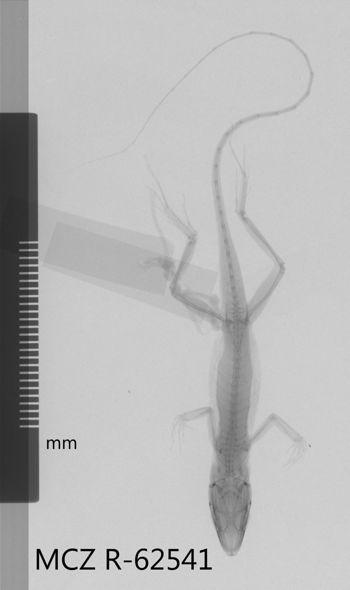 Media type: image;   Herpetology R-62541 Aspect: dorsoventral x-ray